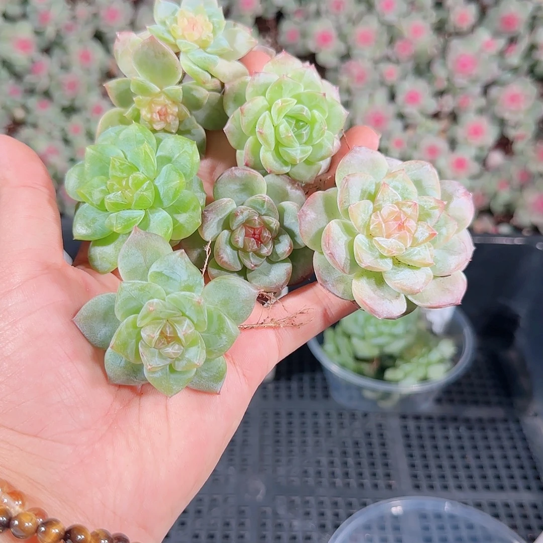 0018---191糖心珍妮