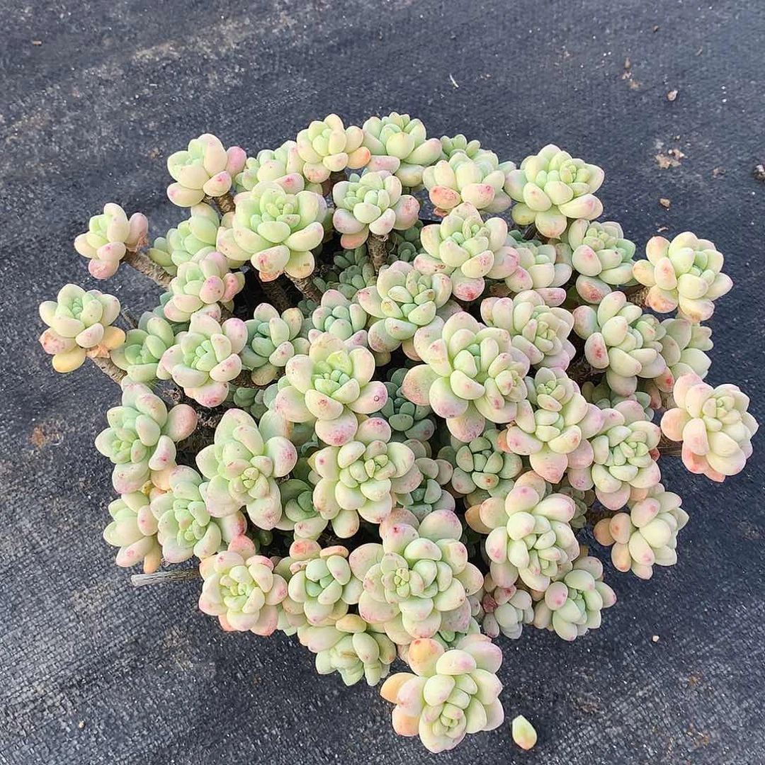 劳尔多肉一物一拍