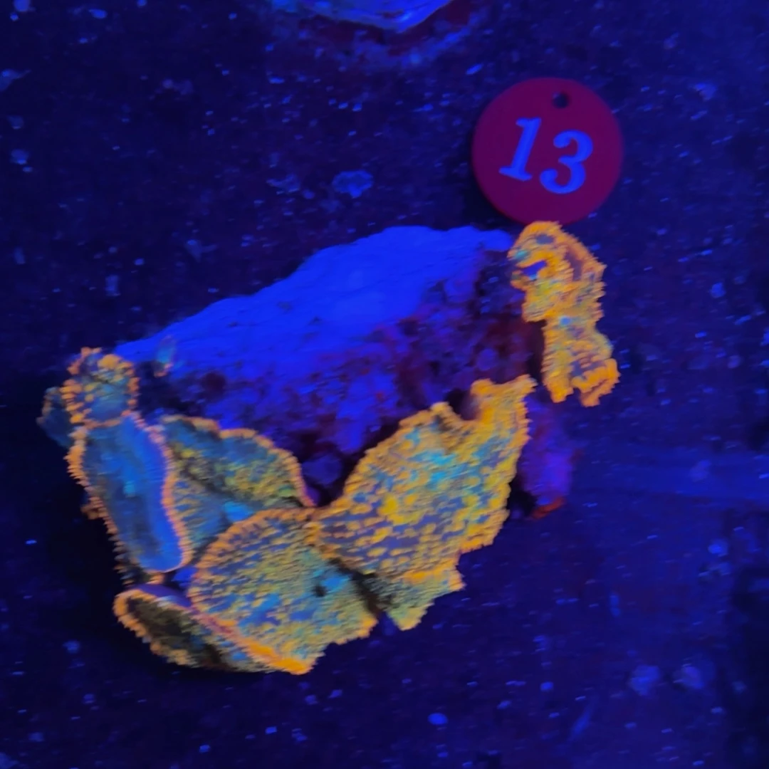 万鱼来朝海水观赏