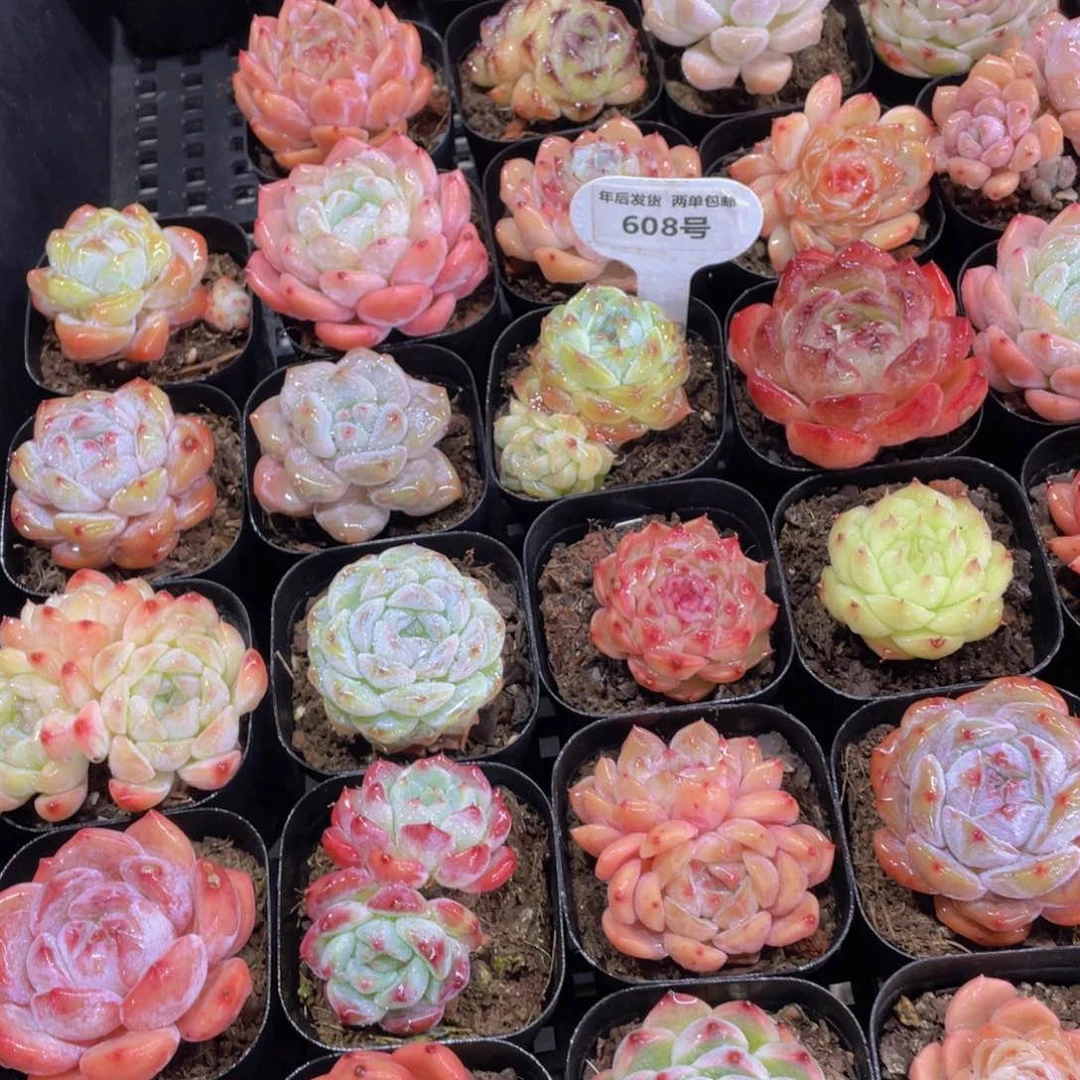 608号开播福利精品新年大礼包美肉九个➕赠品一个