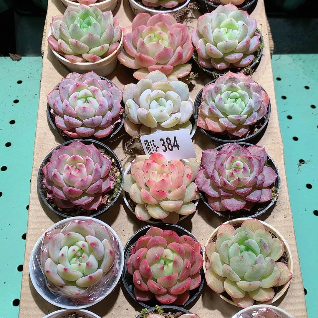 15-384一物一拍带盆18颗