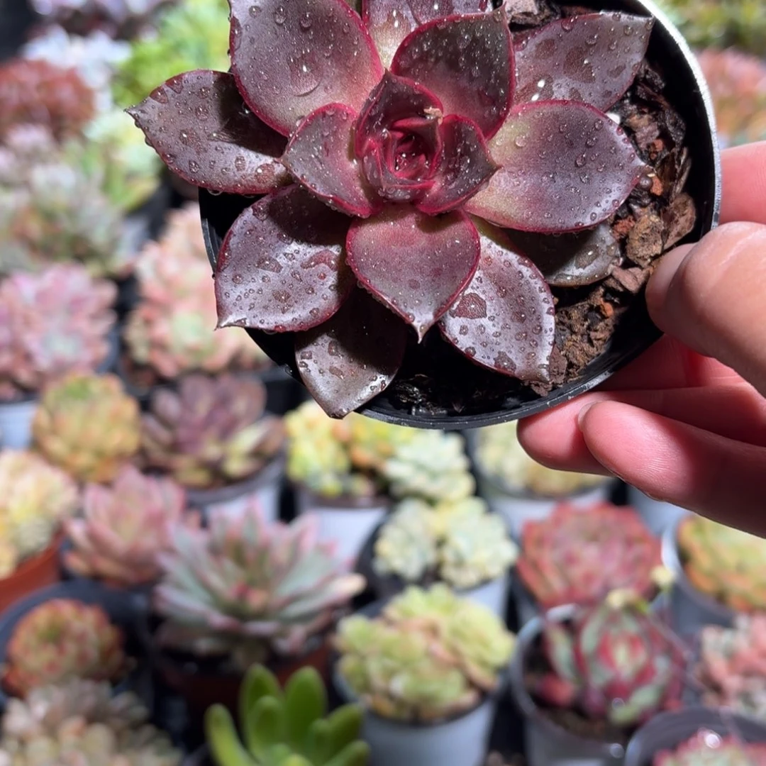 红玫瑰多肉10㎝盆单头