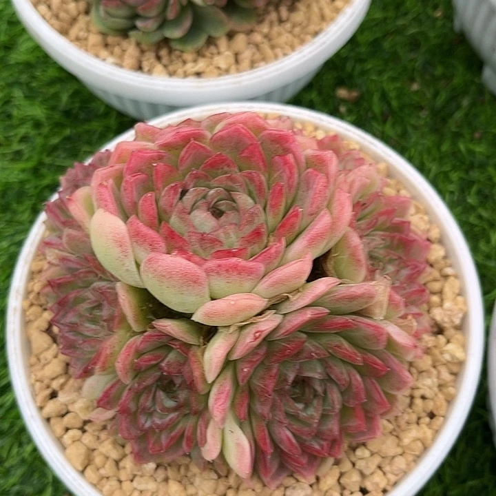 群生手捧夜莺满38包邮