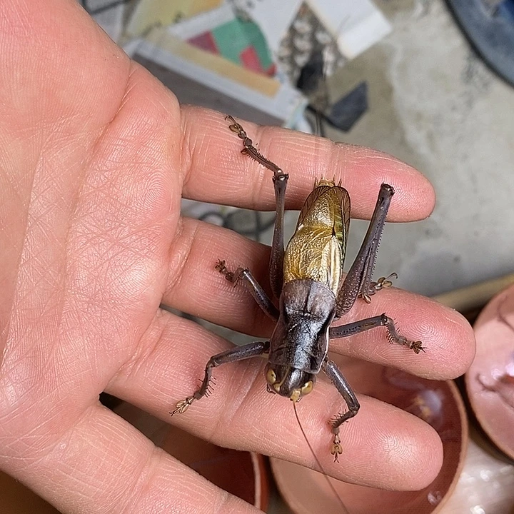 促***王1500杨鹏聚蝈蝈一只