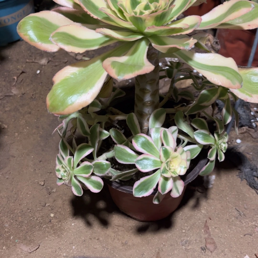 燕姿锦手捧047号法师