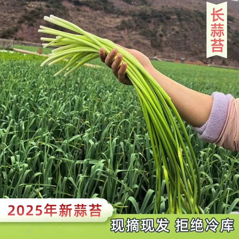 2025农家自种蒜苔新鲜现摘当季白帽蒜薹嫩蒜苗脆嫩蒜心青蒜苔蔬菜