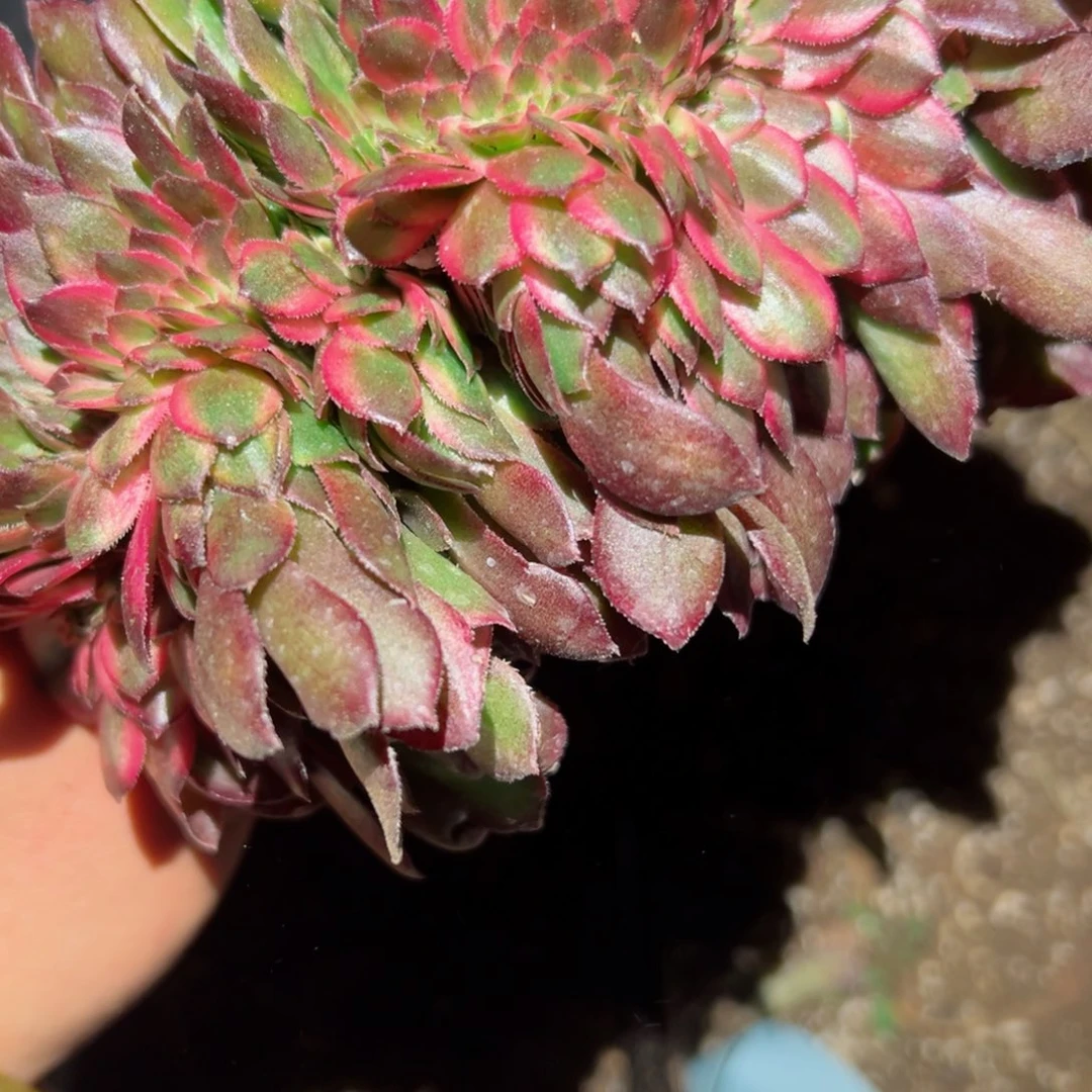 246 号多肉植物法师新年福利