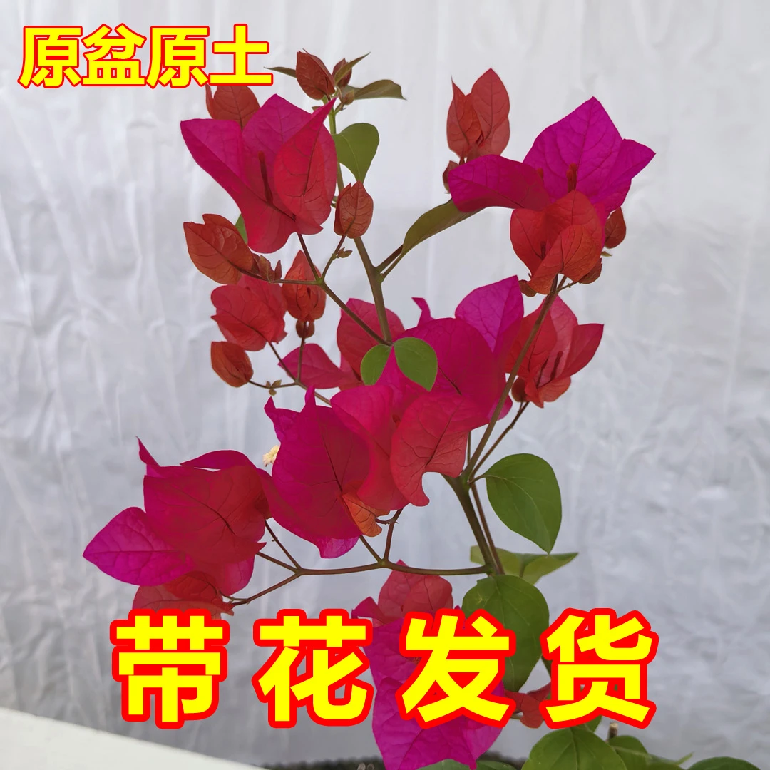 同安红三角梅盆栽绿化苗木花卉绿植阳台造景植物庭院大颗精品盆栽