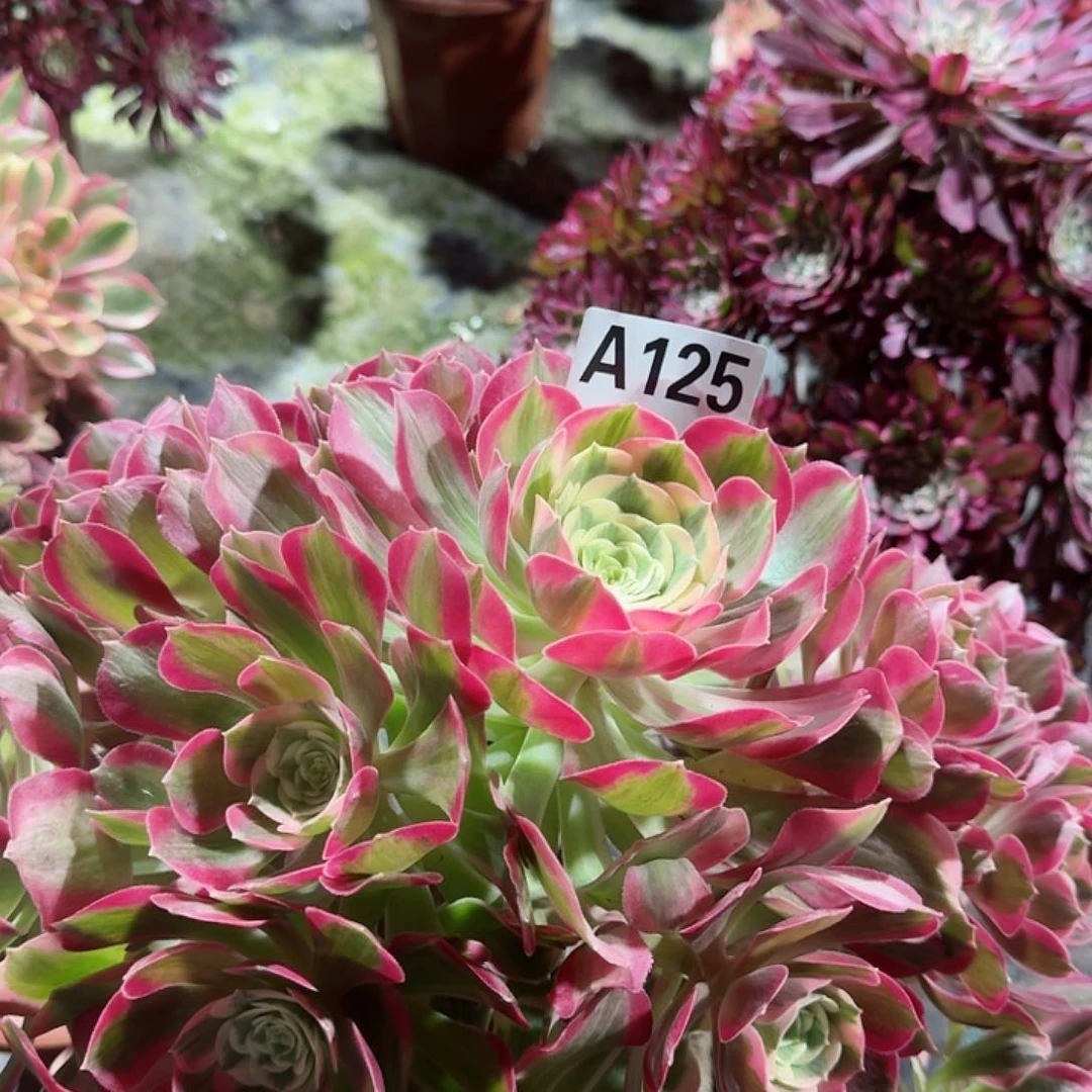 粉女郎法师老桩子125