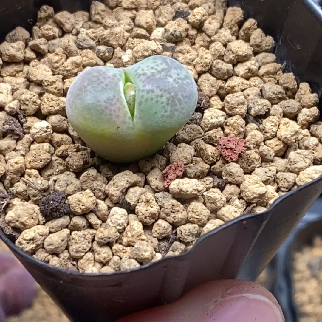 多肉植物肉锥杂交K-115 风铃杂 锦 福利