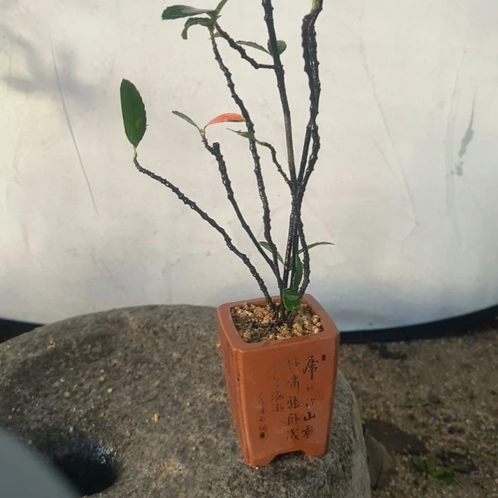 醉***风无花朵海岛春花