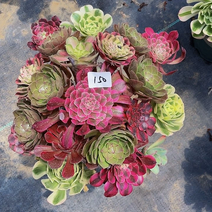 可***求架接000000000150