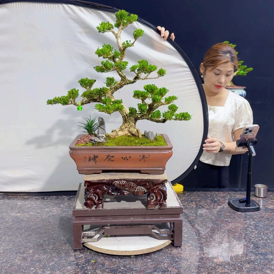 当前无花朵，栽培后可花朵.***7高端黄杨盆景艺术
