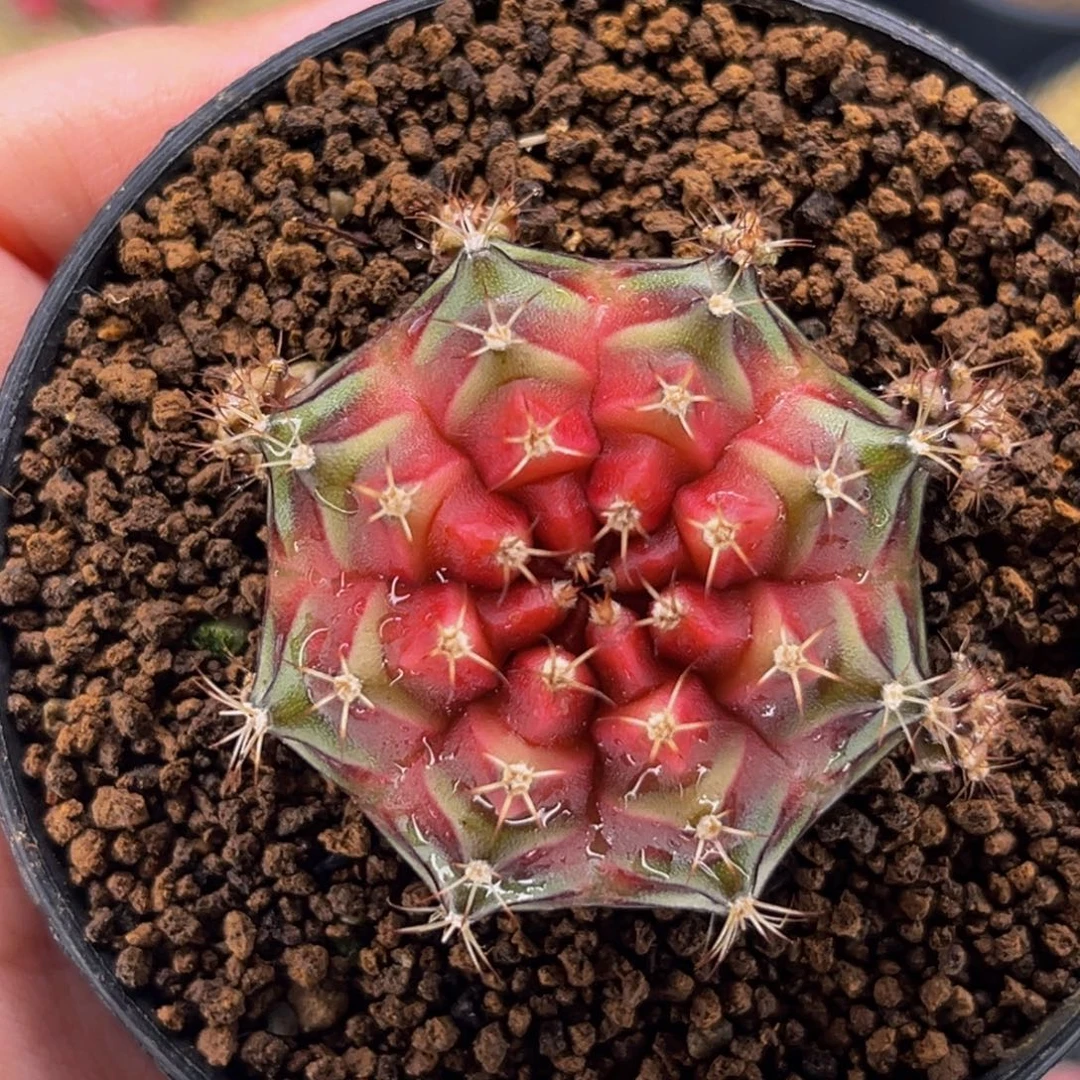 红樱桃 米哈仙人球