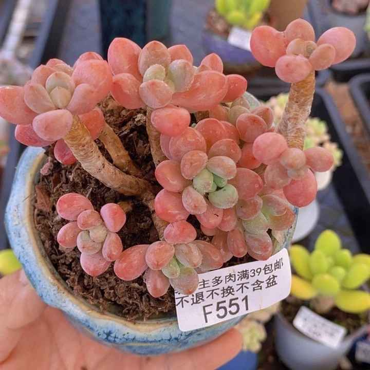 鱼子酱老桩有砍8cm551多肉植物