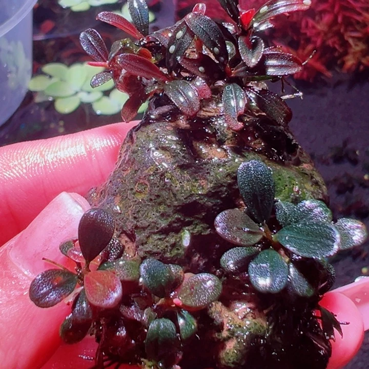 福利69号福利价植物一头