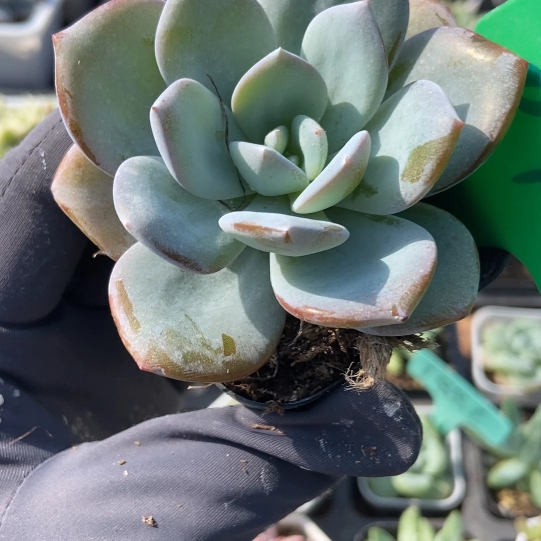 6701奶茶多肉植物保护