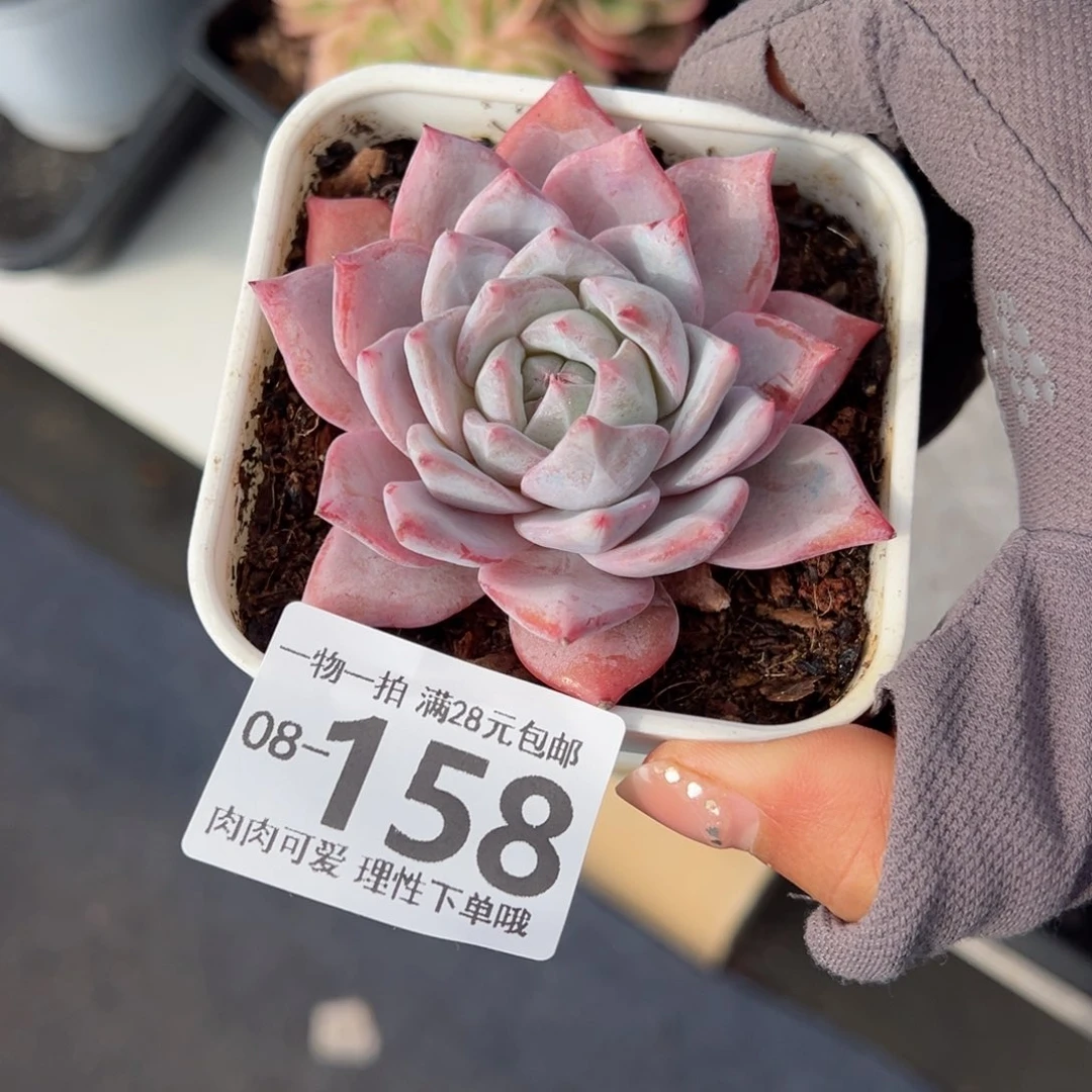 粉蓝鸟多肉多肉多肉