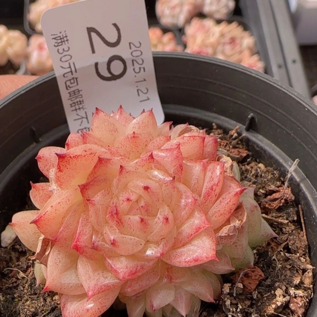 麦秆群一颗脱土脱土