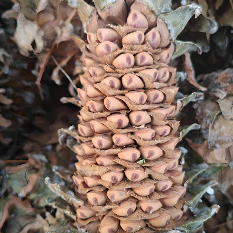 野生红松松子（生）