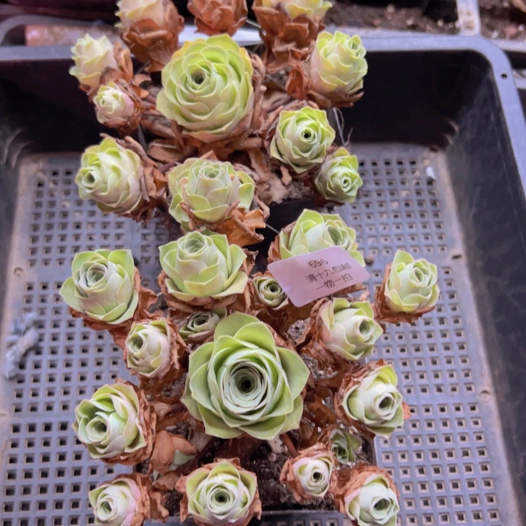 696 侧牙掉了不包损无售后