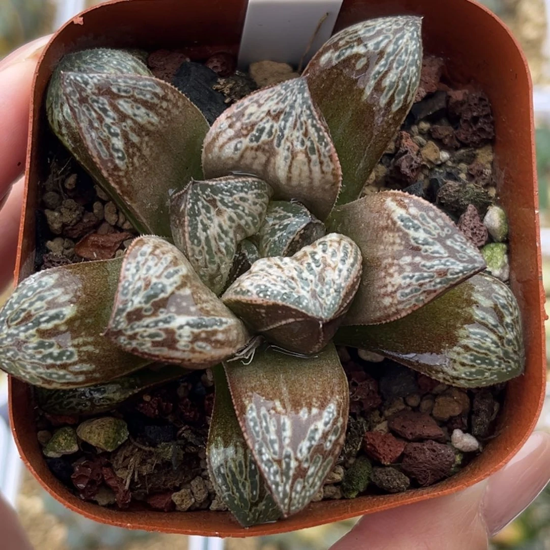 4印加玫瑰青蟹十二卷多肉