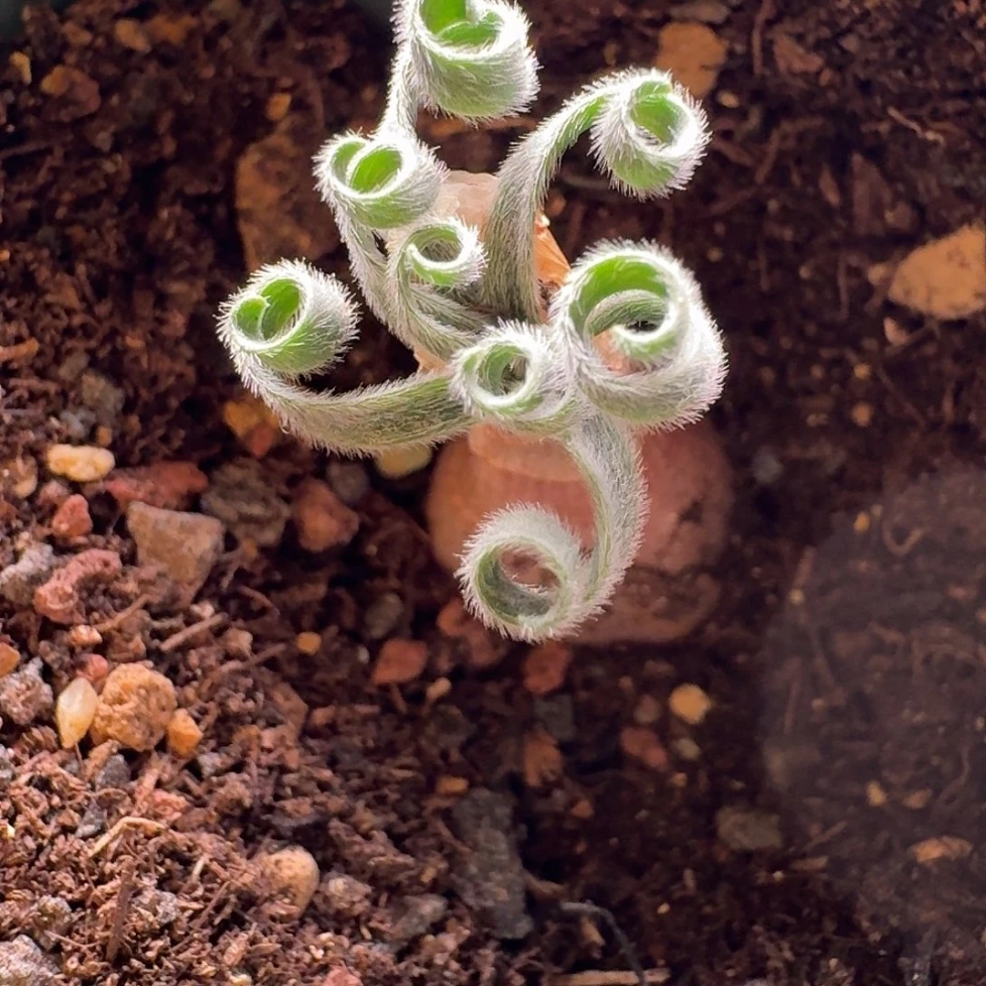 多毛特卷gl香果石蒜