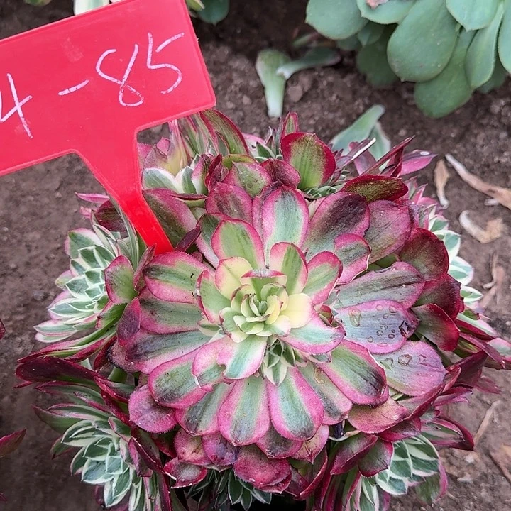 4-85海王多肉法师