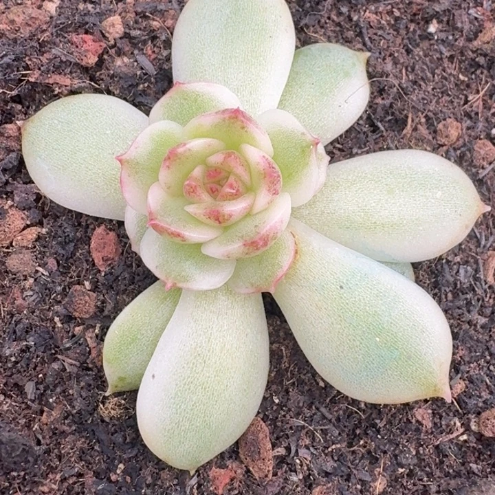 黑水晶底座一物一拍