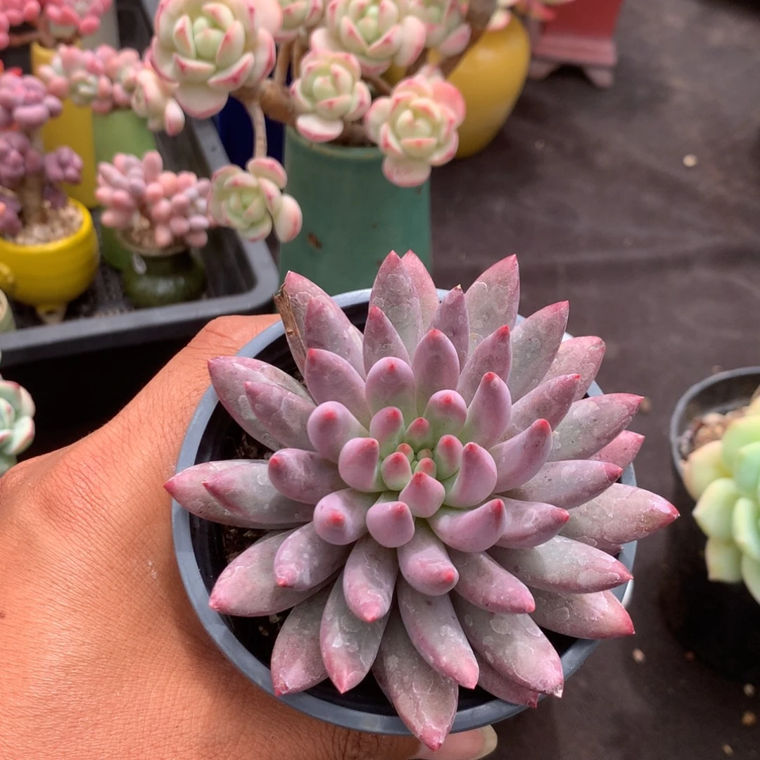 那好你去哪找呀不