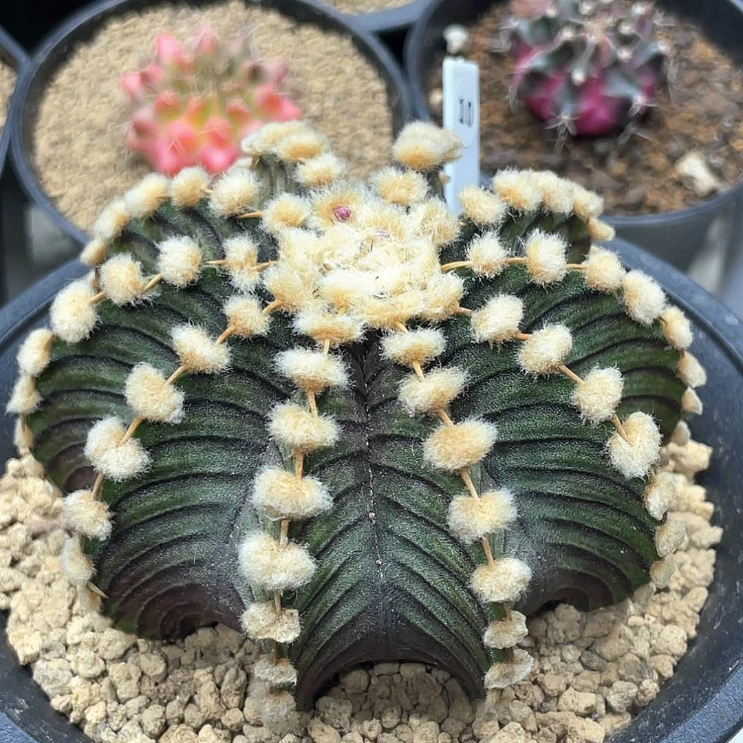 总*泰系实生，高绒连绒肋骨LB2178