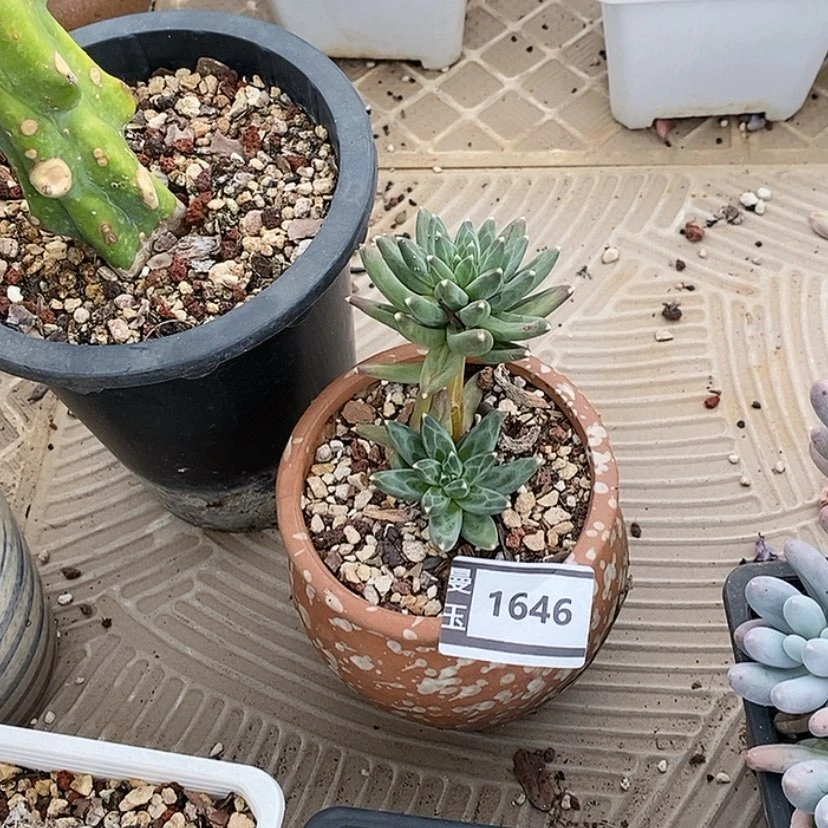 【闪购商品】用****0乌拉克拉1646