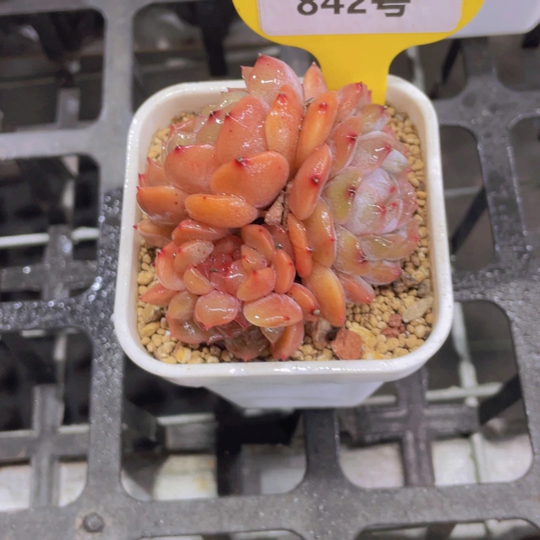 842号 红色恋人四头