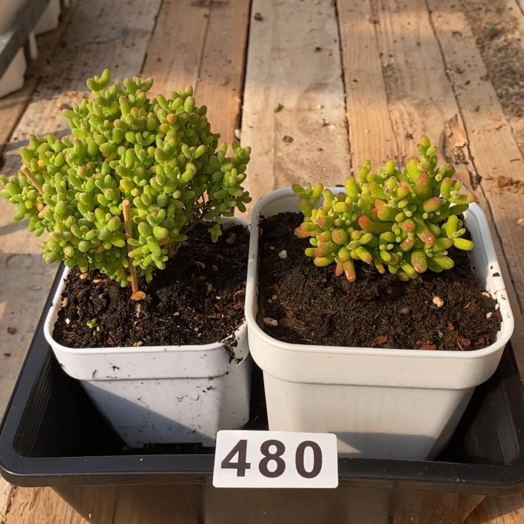 枝干番杏金桔蜜桔480