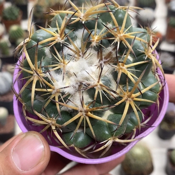 实生中号天丝象牙2