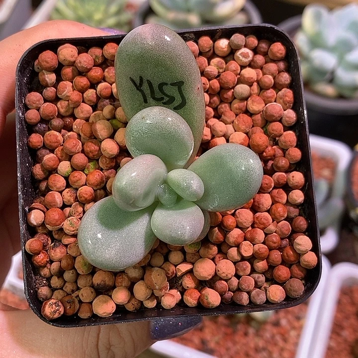 月亮石奶酪锦基因多肉植物