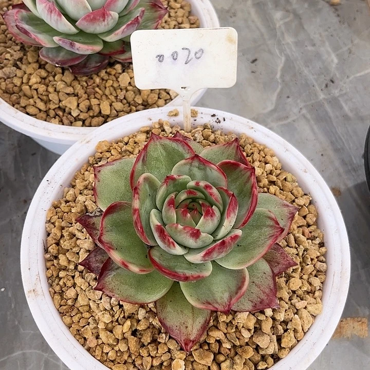 惊鸿仙子多肉植物20