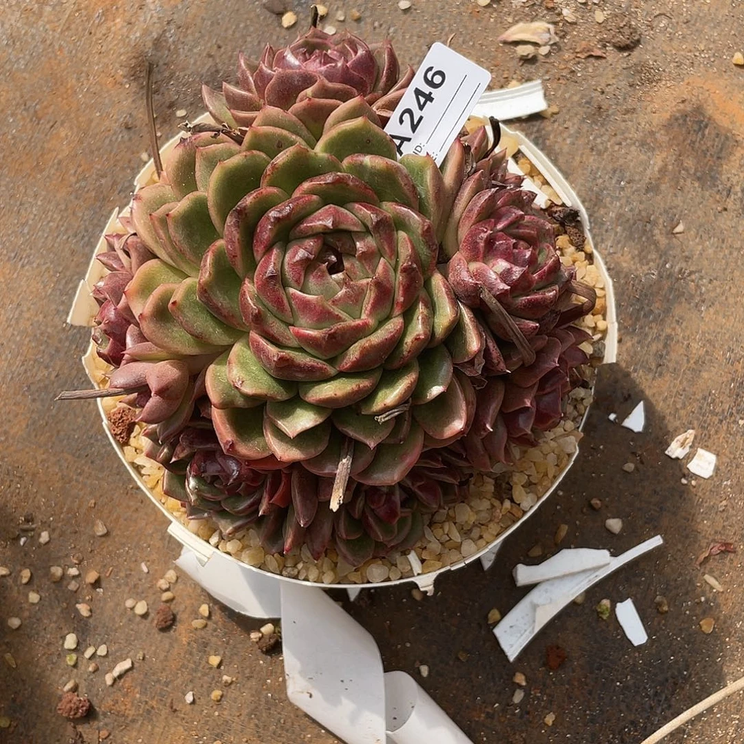 若如东云单拍A246