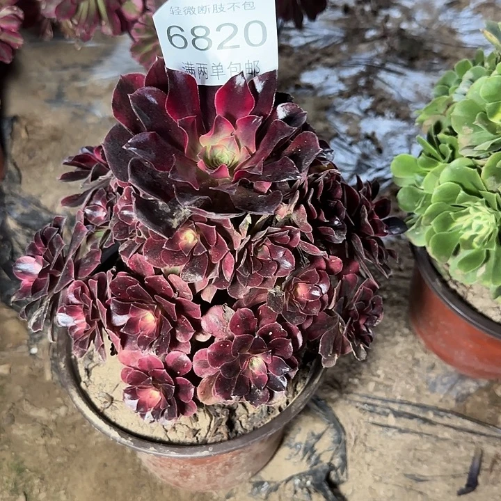 6820美杜莎多肉的多肉