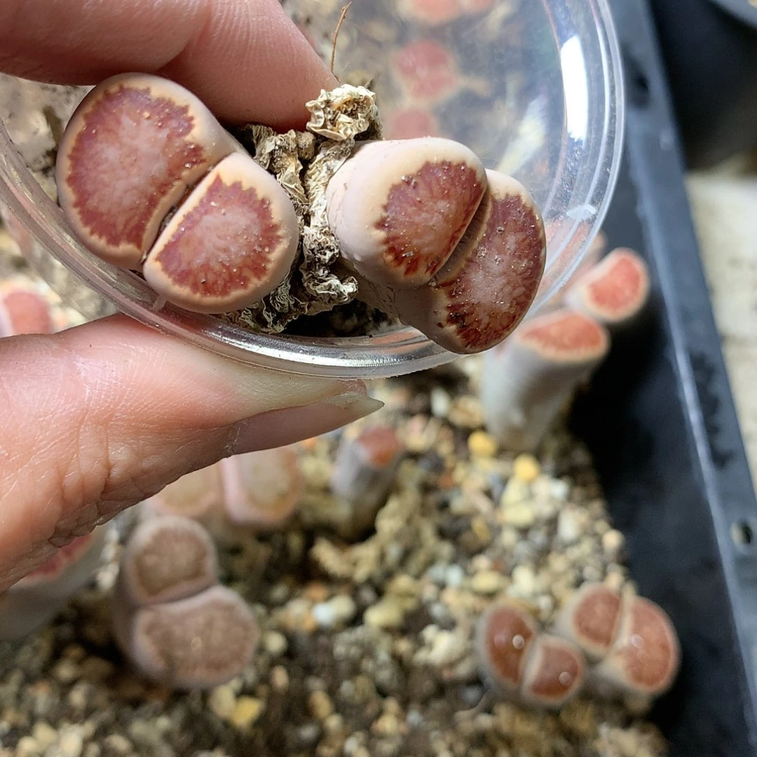 瓶**鱼G183多肉植物保护