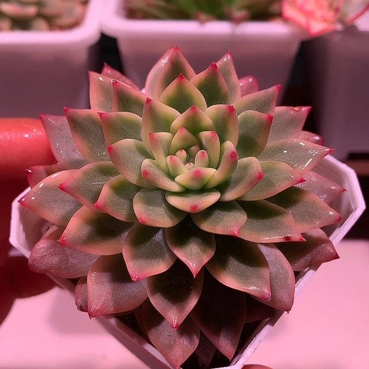 蓝鸟锦锦锦锦锦锦锦