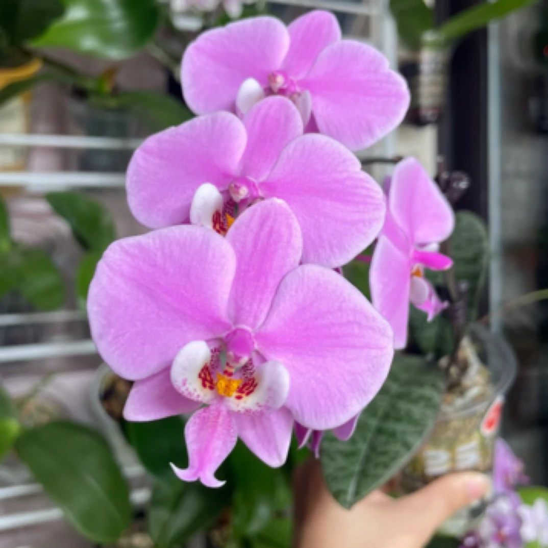 蝴蝶兰瑕【西雷m405】2.8寸杯剪过梗