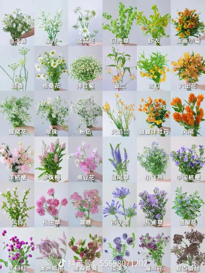 鲜花一把新客随机发福利价草花