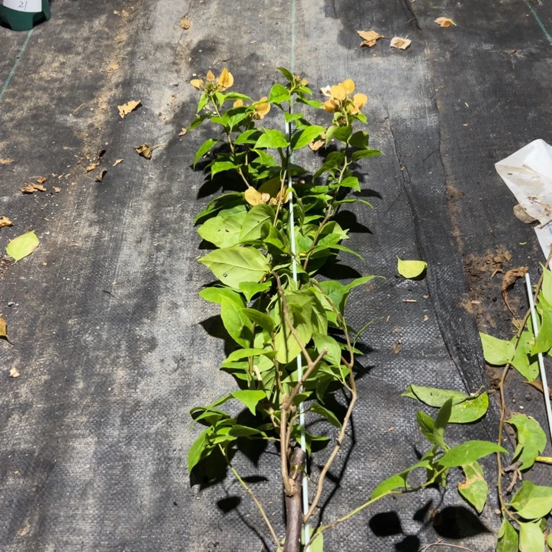 无花朵【25号苏瓦娜一棵】