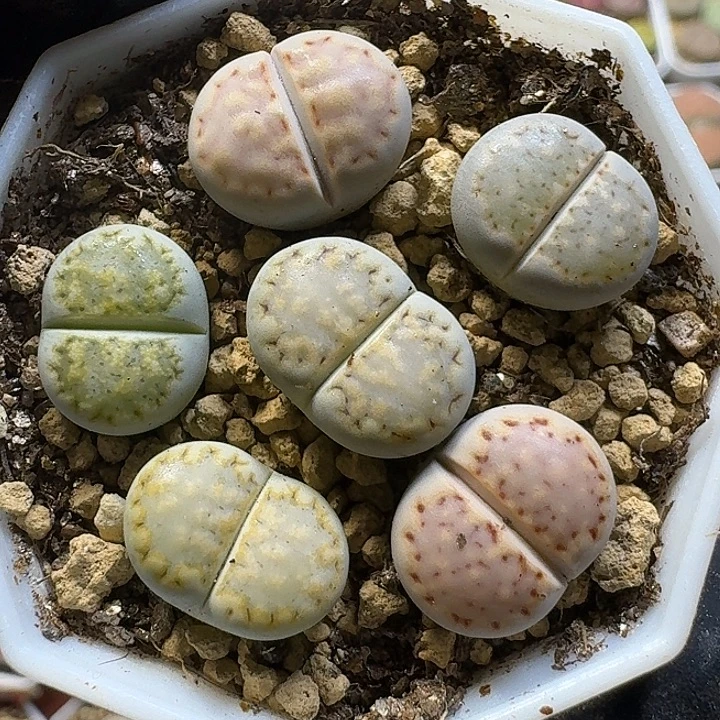 1111生石花。    167