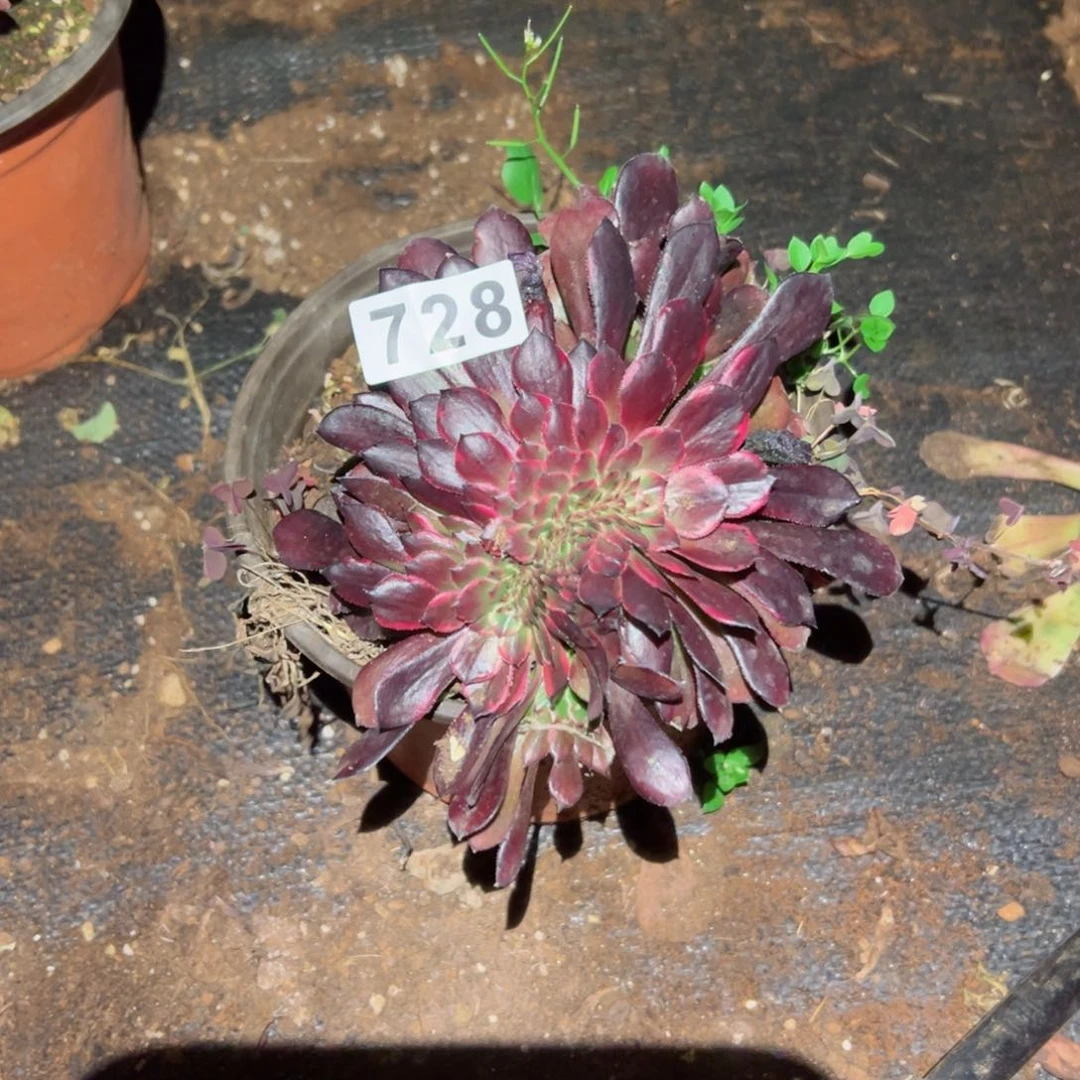 728 号多肉植物法师新年福利