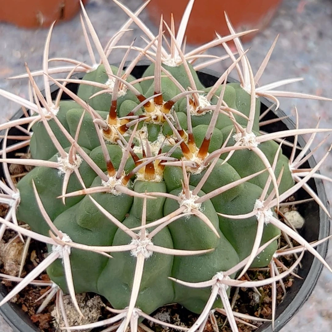 实生 碧岩玉仙人球