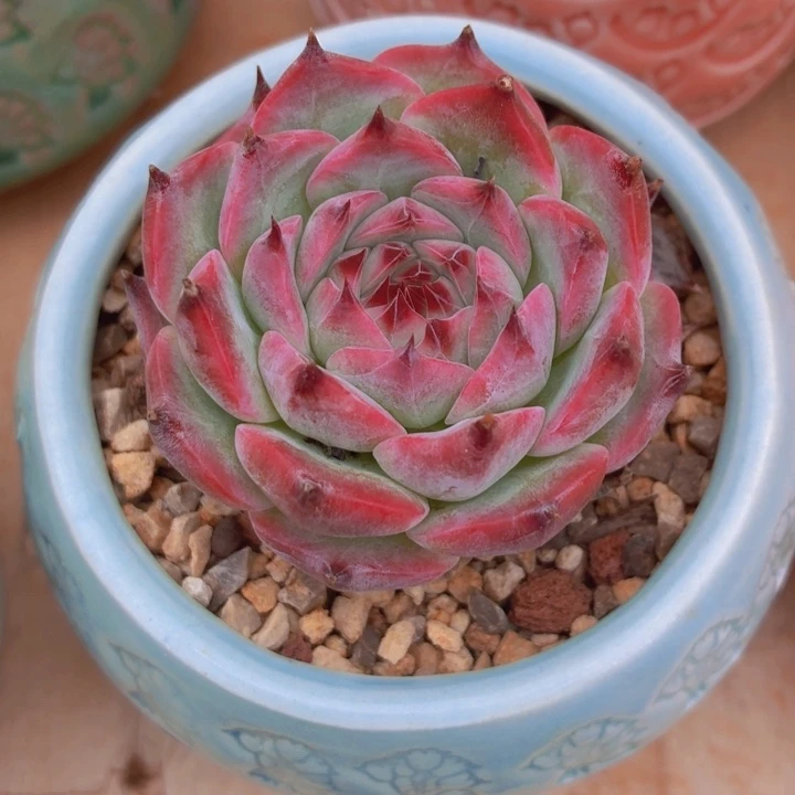 多肉阿波罗一物一拍