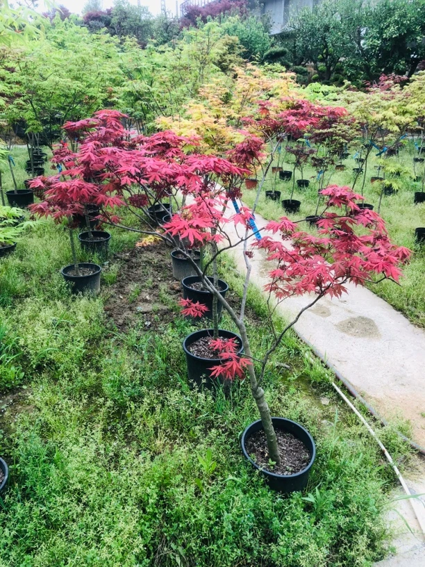 日本红枫 进口品种 笠置山 可地栽 春芽浓红夏叶干红 秋冬亮红