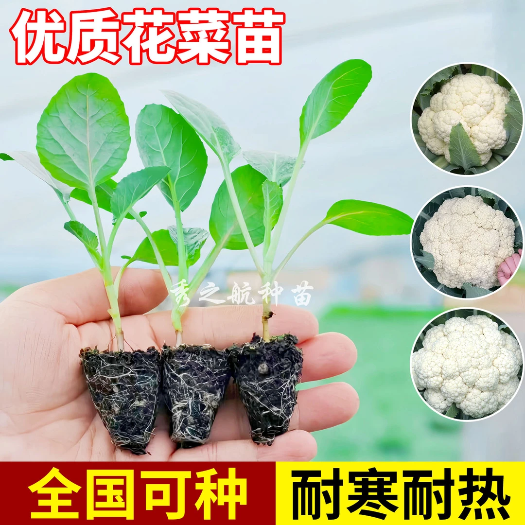 花菜苗白花菜秧苗甘蓝包菜秧苗蔬菜大白菜西兰花秋冬耐寒蔬菜秧苗